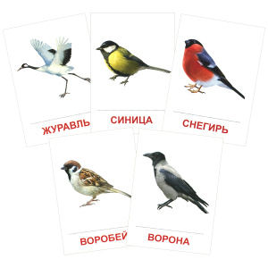 Птицы России (набор из 16 карточек). | Купить в книжном интернет-магазине OZON.ru