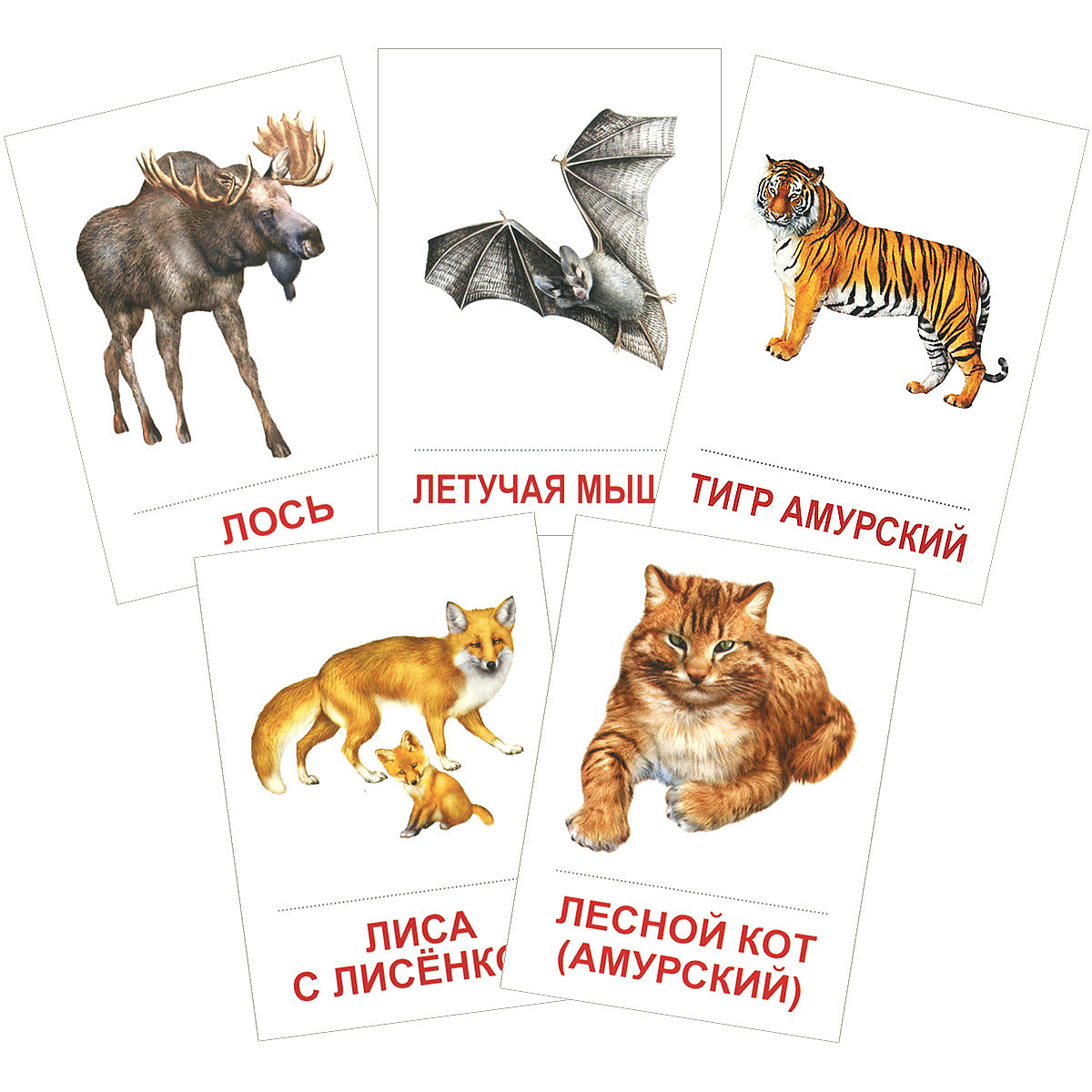 Карточки для обучения
