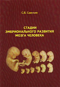 Стадии эмбрионального развития мозга человека. С. В. Савельев