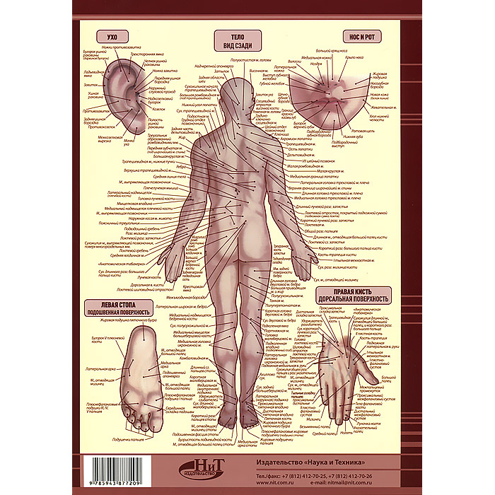 Анатомический плакат. Анатомические плакаты. Плакат анатомия человека. Анатомические плакаты для массажного кабинета. Советский анатомический плакат.