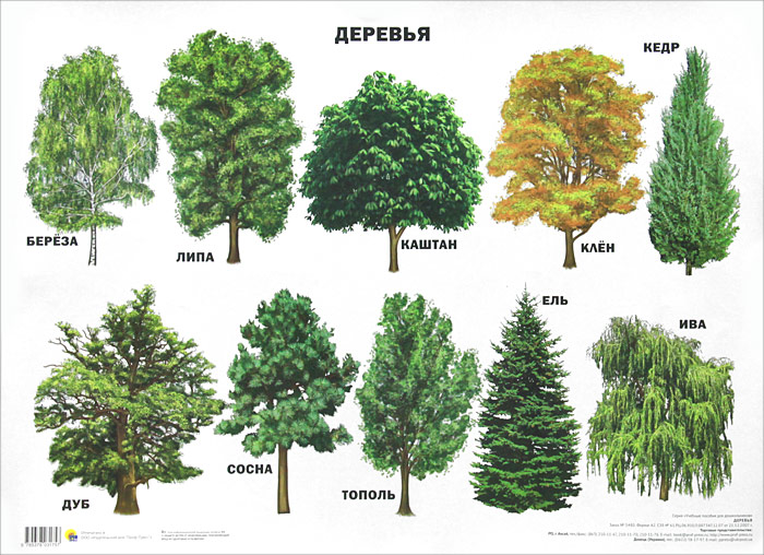 Деревья. Плакат