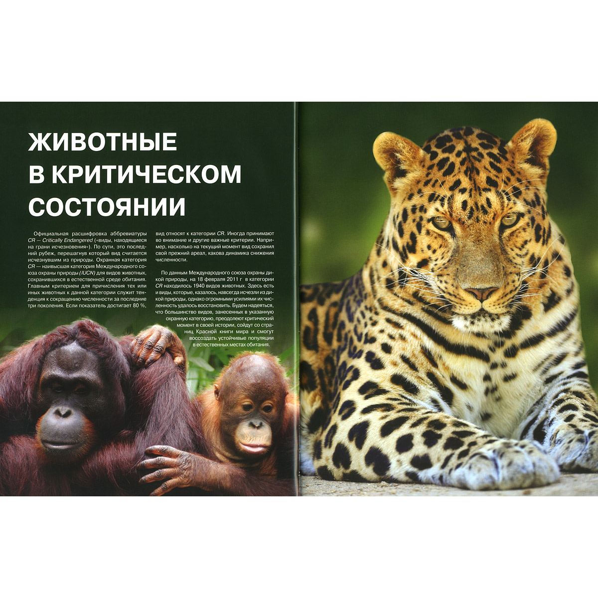 Животные из красной книги с картинками