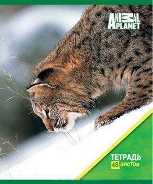 Набор тетрадей 48л, 4 шт в упаковке, клетка, ANIMAL PLANET, мелованный картон, конгрев, выборочный лак, формат А5, 4 дизайна (ACTION!)AP-AN 4804/5 Набор тетрадей 48л, 4 шт в упаковке, клетка, ANIMAL PLANET, мелованный картон, конгрев, выборочный лак, формат А5, 4 дизайна (ACTION!)AP-AN 4804/5* обложка- высококачественный целлюлозный мелованный картон плотностью 200г/м2, с выборочным УФ-лакированием, конгревное тиснение. * Внутренний блок - офсет плотностью 60 г/м2* Крепление - Разметка: клетка. Бумага: офсет. Формат: А5. Обложка: мелованный картон, , . Пол: унисекс. Возраст: Без ограничения. Крепление: скрепка. Особенности:обложка - выборочное УФ-лакированиеобложка -конгревное тиснениенабор -