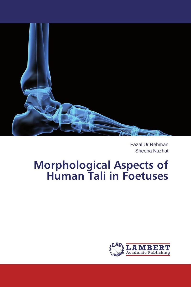Morphological Aspects of Human Tali in Foetuses enlarging human lung alveolar medical model bronchus anatomy teaching kit