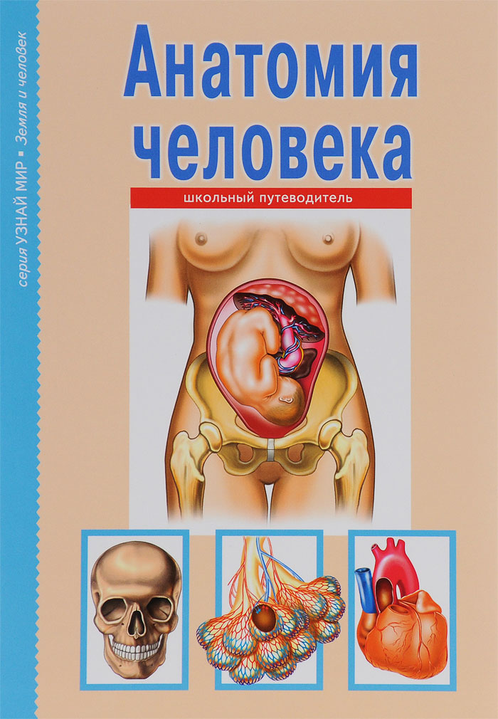 Анатомия человека. Школьный путеводитель. С. Ю. Афонькин