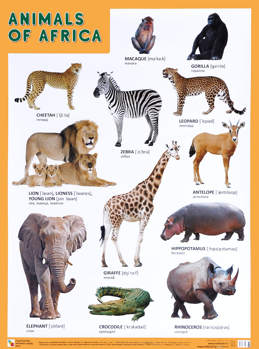Animals of Africa /  . 