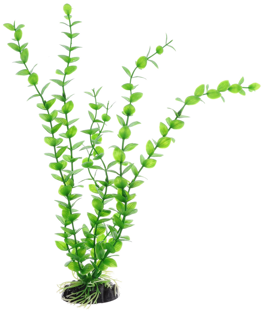 Растение для аквариума Barbus Бакопа зеленая, пластиковое, высота 30 смPlant 010/30 Растение для аквариума Barbus Бакопа зеленая, пластиковое, высота 30 смPlant 010/30Растение для аквариума Barbus Бакопа зеленая, выполненное из качественного пластика, станет оригинальным украшением вашего аквариума. Пластиковое растение идеально подходит для дизайна всех видов аквариумов. Оно абсолютно безопасно, нейтрально к водному балансу, устойчиво к истиранию краски, подходит как для пресноводного, так и для морского аквариума. Растение для аквариума Barbus поможет вам смоделировать потрясающий пейзаж на дне вашего аквариума или террариума. Высота растения: 30 см.