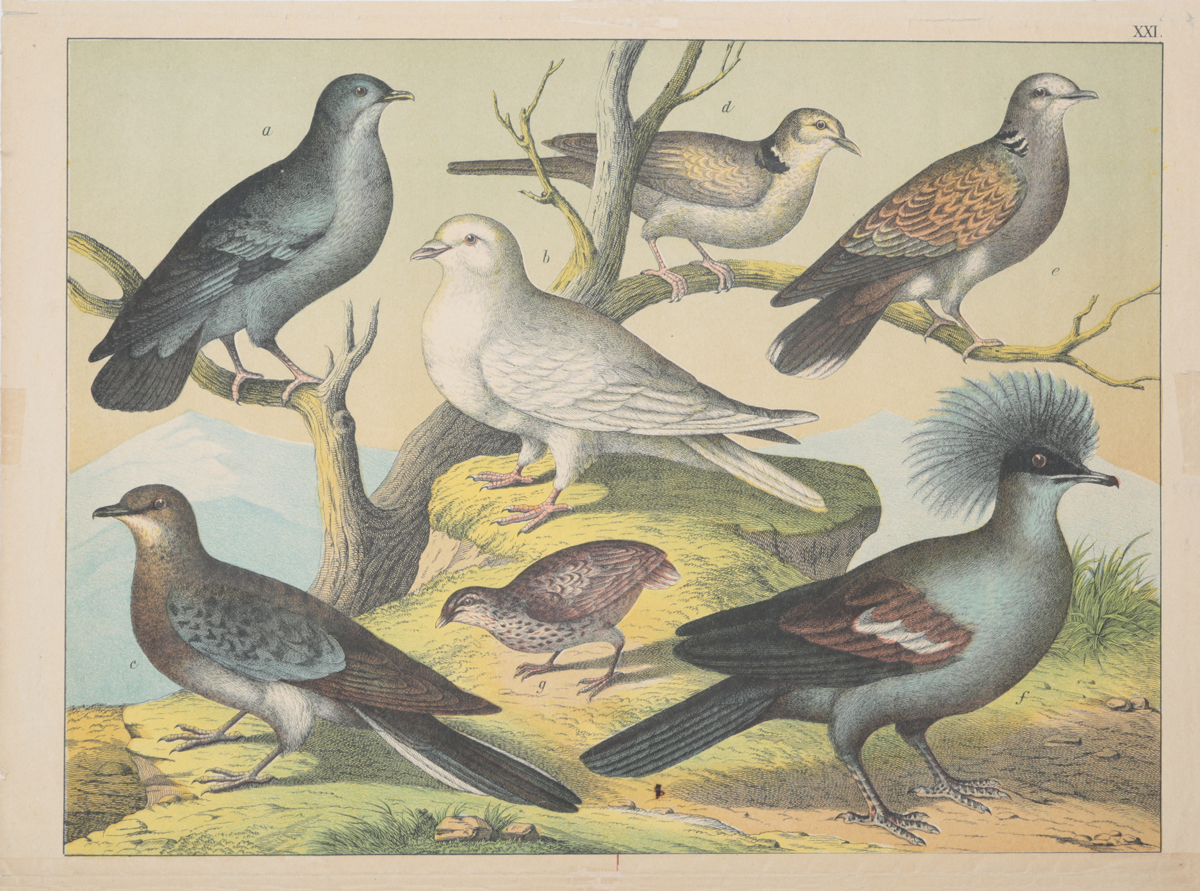 Птицы. Резцовая гравюра на меди, ручная раскраска. Западная Европа, середина XIX века