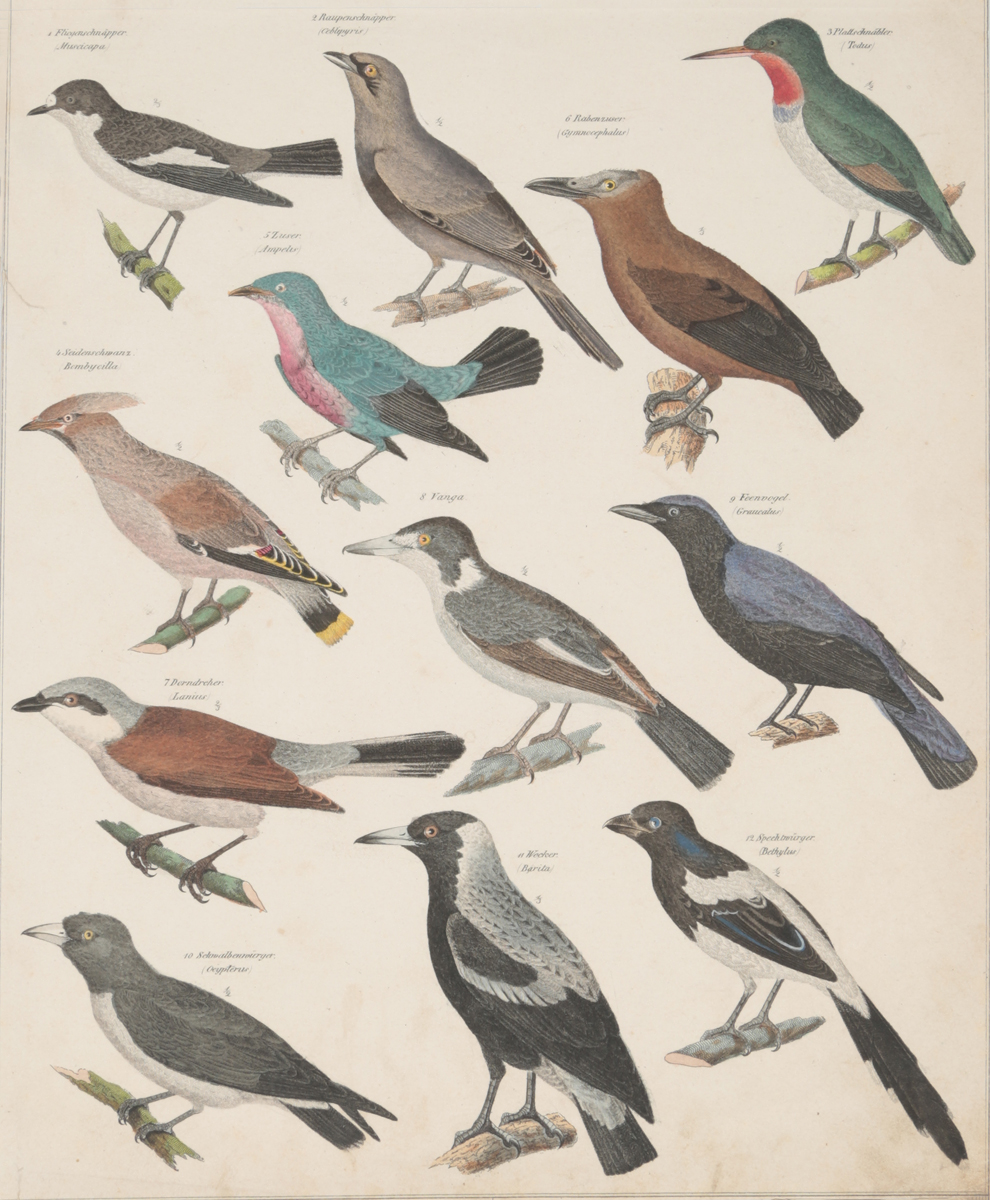 Птицы. Резцовая гравюра, ручная раскраска. Западная Европа, первая половина XIX века