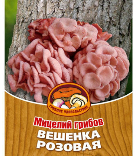 Мицелий грибов Вешенка розовая, 16 древесных палочек10020 Мицелий грибов Вешенка розовая, 16 древесных палочек10020Вешенка розовая - один из самых экзотических сортов вешенки. Гриб имеет приятный, чуть маслянистый вкус.Благодаря мицелию грибов Вешенка розовая теперь вы без труда сможете вырастить любимые грибы у себя в саду или дома. И уже через год после посадки у вас появится первый урожай грибов. За один год можно собрать от 3 до 6 кг грибов с каждого бревна. Для того чтобы вырастить грибы вам понадобится: мицелий Грибное удовольствие, бревно или палка лиственных пород (бук, тополь, береза, ива, клен, рябина и плодовые деревья), дрель. Благоприятное время для посадки мицелия Вешенка розовая - круглый год.Плодоносят мицелии в среднем от 3 до 5 лет, в зависимости от сорта грибов.Характеристики:Материал:древесная палочка. Размер упаковки:11 см х 15,5 см. Артикул:10020.