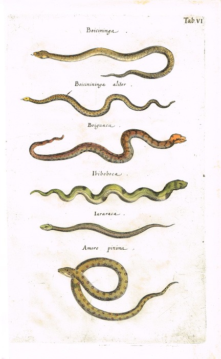 Виды змей. Серия 