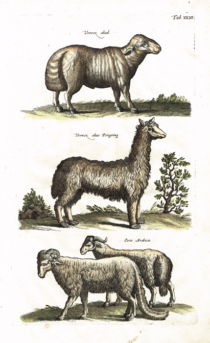 Ламы и овцы. Серия 