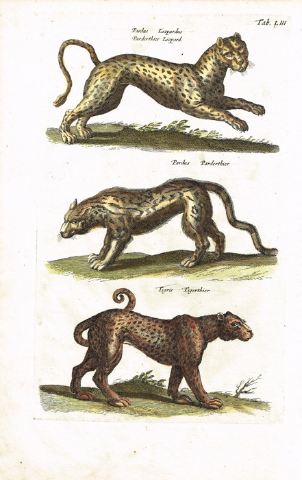 Тигр, ягуар и леопард. Серия 