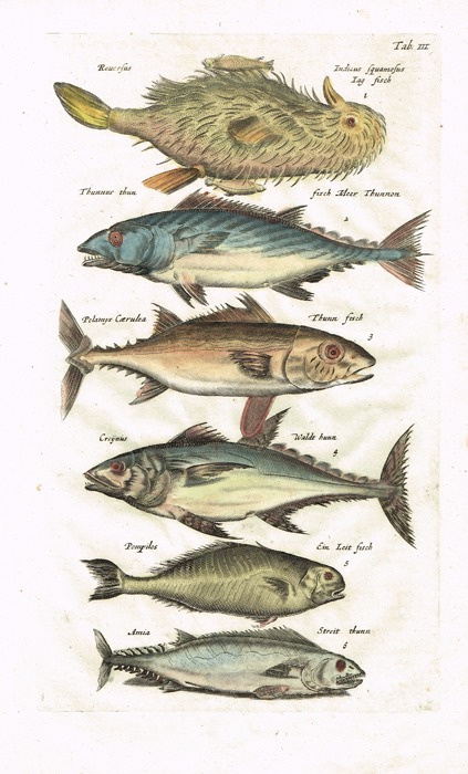 Тунец и другие виды рыб. Серия 