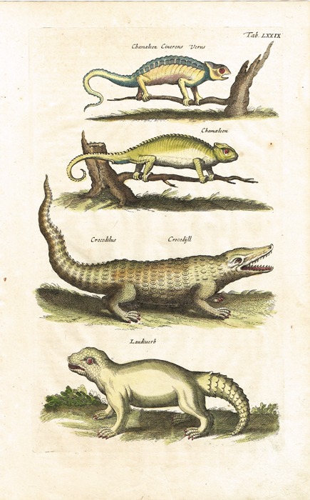 Хамелеоны и крокодил. Серия 