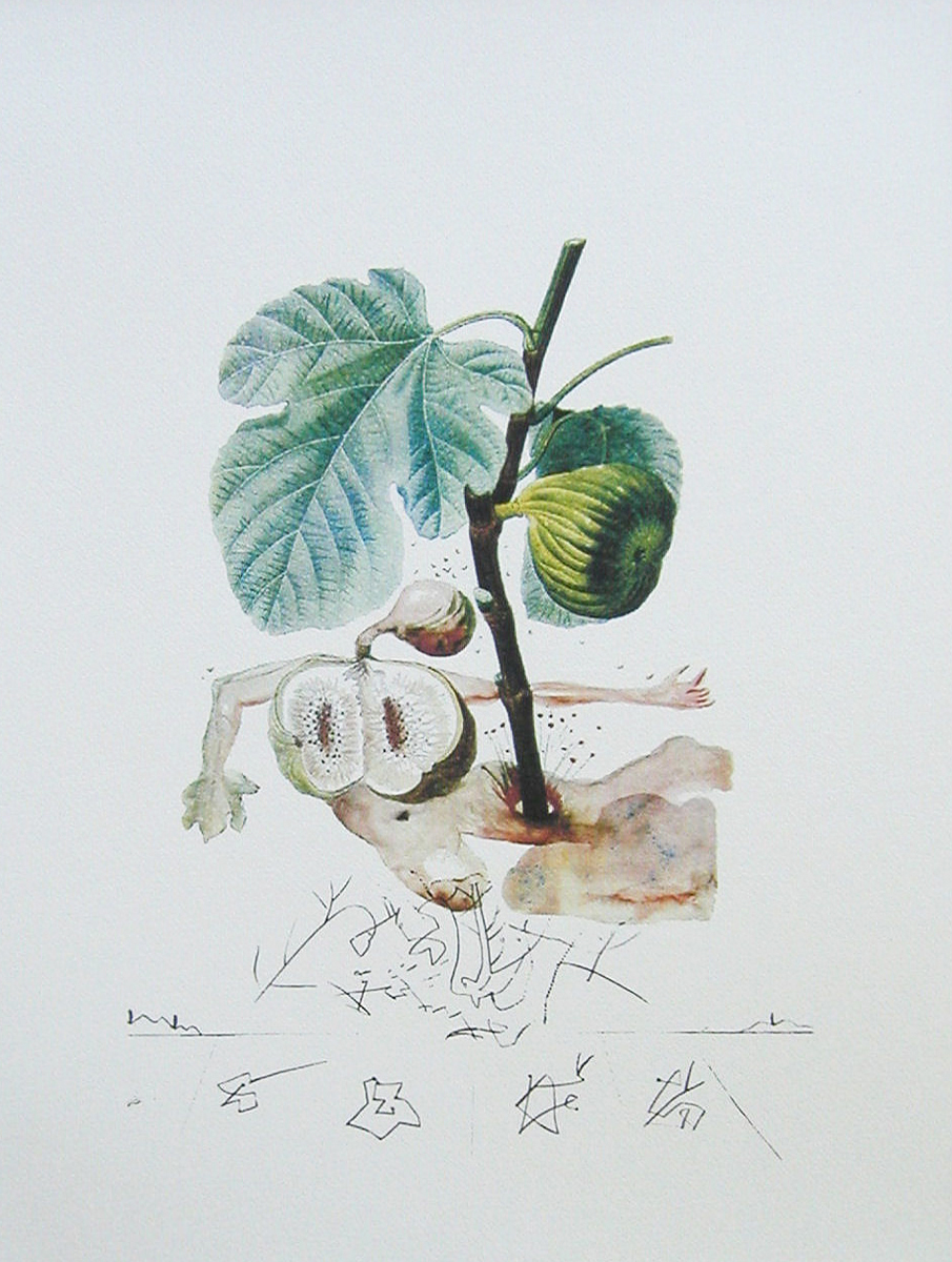 Инжир. Цветная литография. Сальвадор Дали. Серия FlorDali Les Fruits. Франция, 1979 год