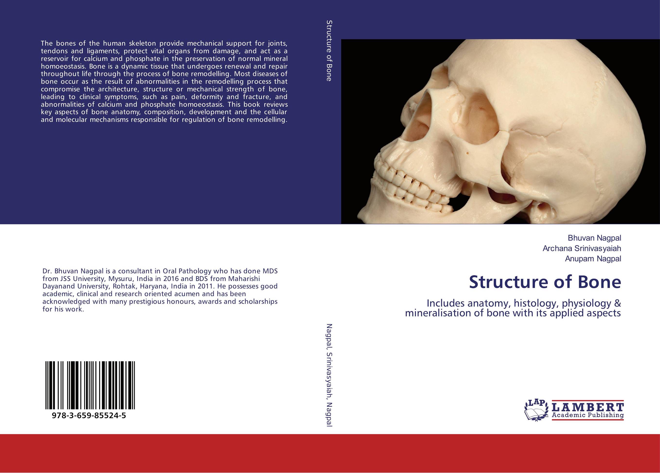Structure of Bone art of bone