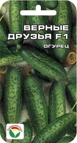 Семена Сибирский сад Огурец. Верные друзья, 7 штBP-00000283 Семена Сибирский сад Огурец. Верные друзья, 7 штBP-00000283Очень скороспелый пчелоопыляемый корнишонный гибрид женского типа цветения с пучковым расположением завязи в узлах. Успешно растет как в защищенном, так и в открытом грунте. Ветвление слабое. В узлах формируется от 2-3 до 5-8 завязей. В плодоношение вступает на 37-39 день от всходов. Зеленцы корнишонного типа овально-цилиндрической формы, длиной 8-10 см, черношипые. Засолочные качества очень высокие. Гибрид относительно холодостойкий, устойчив к мучнистой росе, оливковой пятнистости. ВОМ-1, толерантен к ложной мучнистой росе. Для качественного опыления необходимо подсаживать 10% опылителя.Посев на глубину 1,5-2 см. Оптимальная температура почвы для прорастания семян 23-25°С. Плотность посадки 3 растения на 1 м2. Растение укрывают пленкой, подвязывают к шпалере. Полив и подкормка органическими и минеральными удобрениями в процессе вегетации. Сбор урожая через каждые 3-5 дней.Для ускорения процесса всхожести семян, оздоровления растений, улучшения завязываемости плодов рекомендуется пользоваться специально разработанными стимуляторами роста и развития растений.