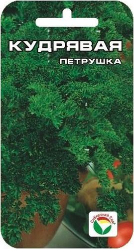 Семена Сибирский сад Петрушка. Кудрявая, 1 гBP-00000367 Семена Сибирский сад Петрушка. Кудрявая, 1 гBP-00000367Петрушка имеет привлекательный декоративный вид, обладает приятным ароматом. Период от всходов до технической спелости 70-80 дней. После срезки зелень длительное время сохраняет свежесть. Отличается холодостойкостью, хорошо зимует и рано дает свежую зелень весной. Используют в свежем и сушеном виде как душистую и высоковитаминную приправу в кулинарии.Для ускорения процесса всхожести семян, оздоровления растений, улучшения завязываемости плодов рекомендуется использовать специально разработанные стимуляторы роста и развития растений.