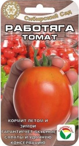 Семена Сибирский сад Томат. Работяга, 20 штBP-00000616 Семена Сибирский сад Томат. Работяга, 20 штBP-00000616Сибирский сорт - универсал по набору хозяйственно-полезных качеств. Великолепно плодоносит как в защищенном, так и в открытом грунте. Легок в уходе. Исключительно урожаен, вкусен. Работает и в летних свежих салатах, и в любых домашних разносолах, соках, удобен по размеру и плотности для красивой зимней консервации. Созревает на 100-110 день после появления всходов. Куст детерминантный, высотой до 1,2 м. В кистях завязывается до 6 гладких плодов привлекательной овально-сливовидной формы. Томаты мясистые, темно-красные, с малым количеством семян, массой 100-150 г, некоторые до 300 г. Мякоть плотная и одновременно нежная, душистая и вкусная. Кожица плотная, не растрескивается, поэтому плоды идеально подходят для консервирования. Урожайность - до 6 кг с растения. Сорт хорошо реагирует на полив и подкормки комплексными минеральными удобрениями. Выращивается в 2-3 стебля с пасынкованием до первой кисти.
