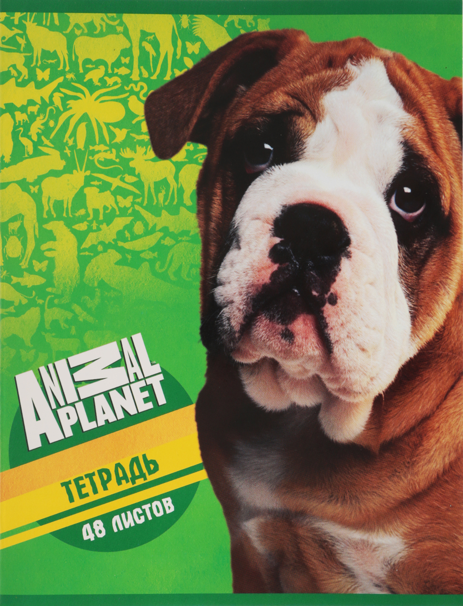 Action! Набор тетрадей Animal Planet 48 листов в клетку 4 штAP-AN 4803/5 Action! Набор тетрадей Animal Planet 48 листов в клетку 4 штAP-AN 4803/5Набор тетрадей Action! Animal Planet включает в себя 4 тетради в клетку.Обложка каждой тетради изготовлена из высококачественного целлюлозного мелованного картона плотностью 200г/м2, с выборочным УФ-лакированием. Внутренний блок каждой тетради состоит из 48 листов белой бумаги, соединенных двумя металлическими скрепками. Стандартная линовка в голубую клетку дополнена полями.