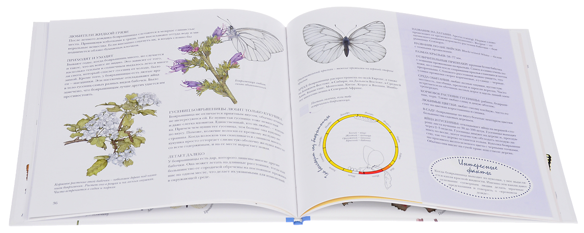 Зеленая книга бабочки. Сад бабочек книга. Книга с бабочками. Справочник бабочек.