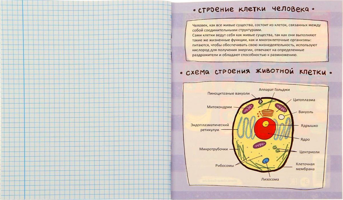 Маленькие рисунки в тетрадь по биологии