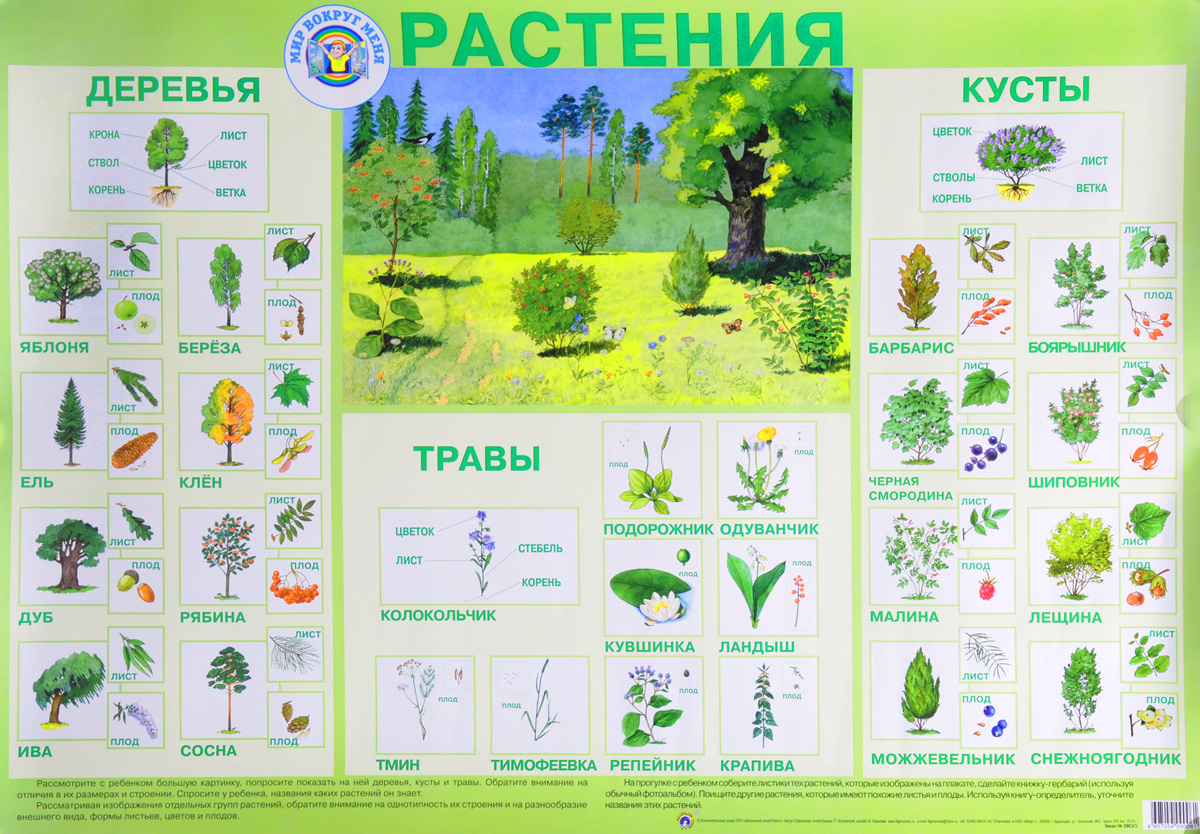 Растения. Плакат. Л. Данилова