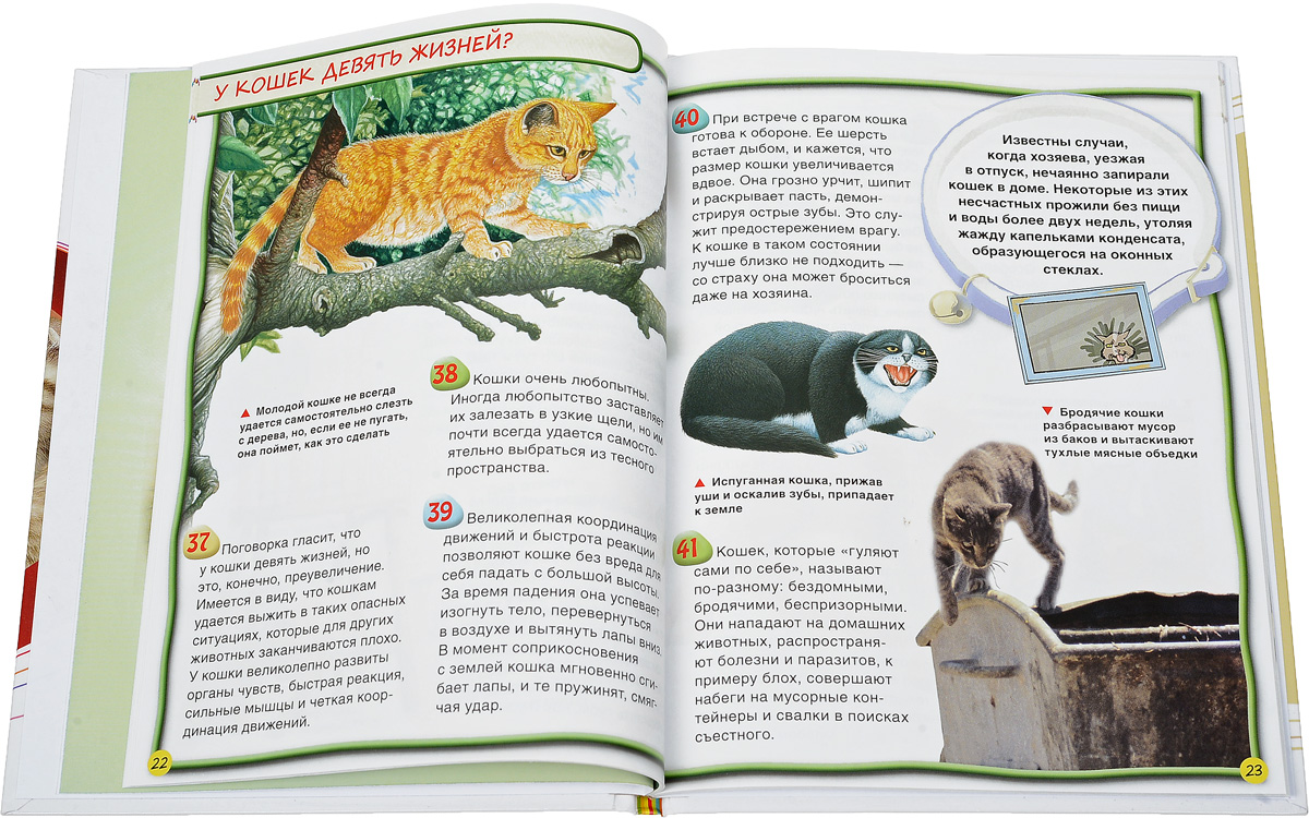 Энциклопедия кошек картинки