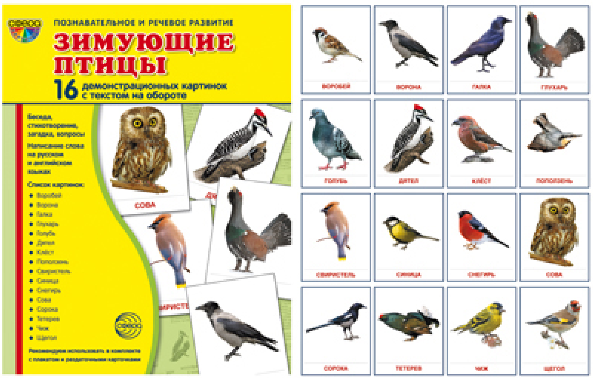 Зимующие птицы. Демонстрационные картинки (набор из 16 карточек). Т. В. Цветкова