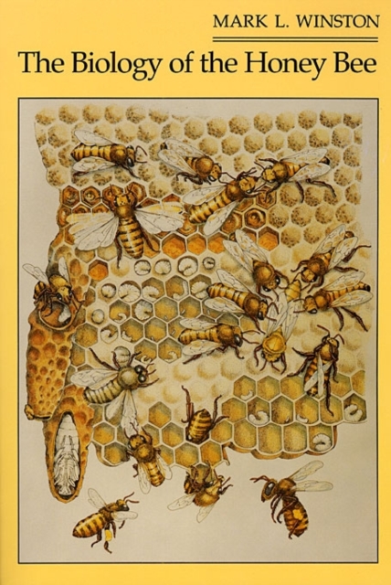 The Biology of the Honey Bee (Paper) automatic honey beehive langstroth bee flowing hive box