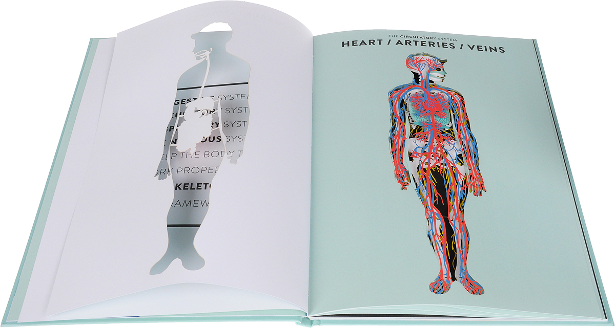 Anatomy: A Cutaway Look inside the Human Body