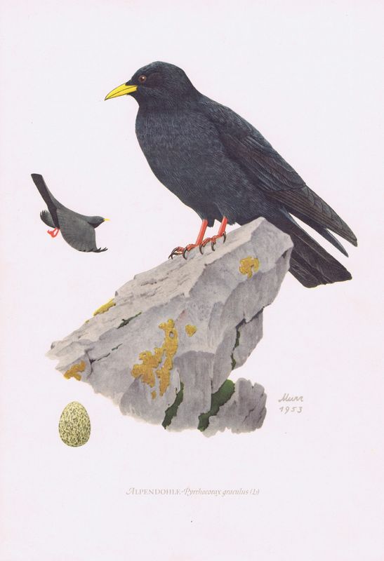 Птицы. Альпийская галка. Офсетная литография. Германия, Гамбург, 1953 год