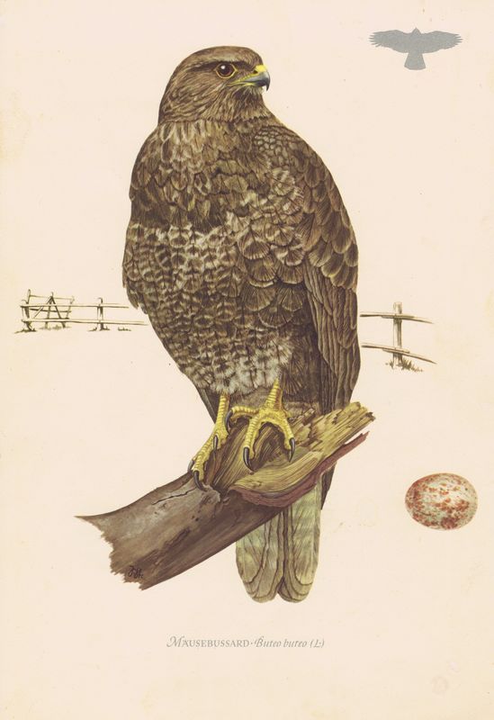 Хищные птицы. Обыкновенный канюк, или сарыч. Офсетная литография. Германия, Гамбург, 1953 год