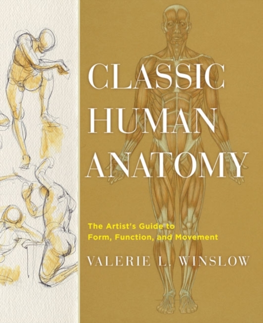 Classic Human Anatomy enlarging human lung alveolar medical model bronchus anatomy teaching kit