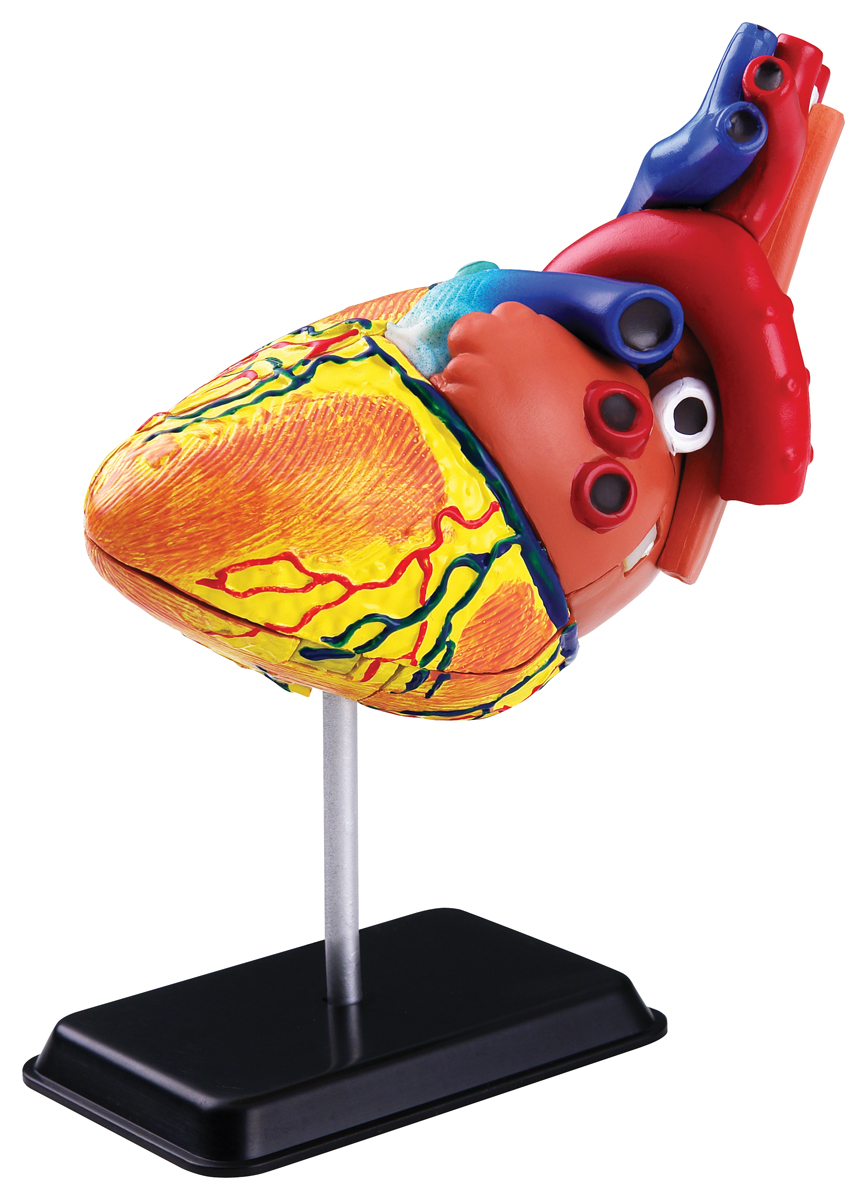 Edu-Toys Анатомический набор Сердце