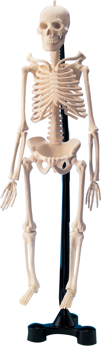 Edu-Toys Набор для 3D моделирования Модель человеческого скелета