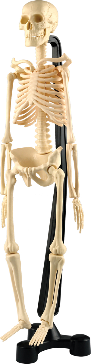 Edu-Toys Набор для 3D моделирования Сборная модель скелета