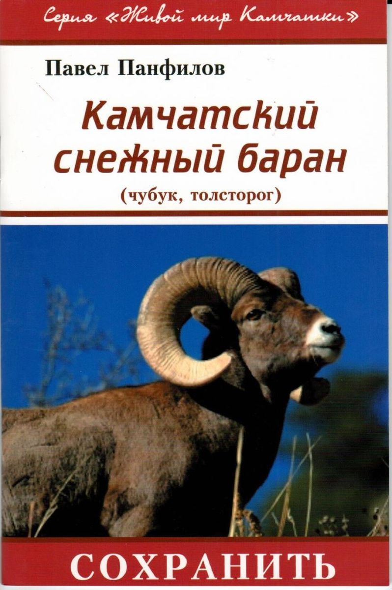 Камчатский снежный баран (чубук, толсторог). Павел Панфилов