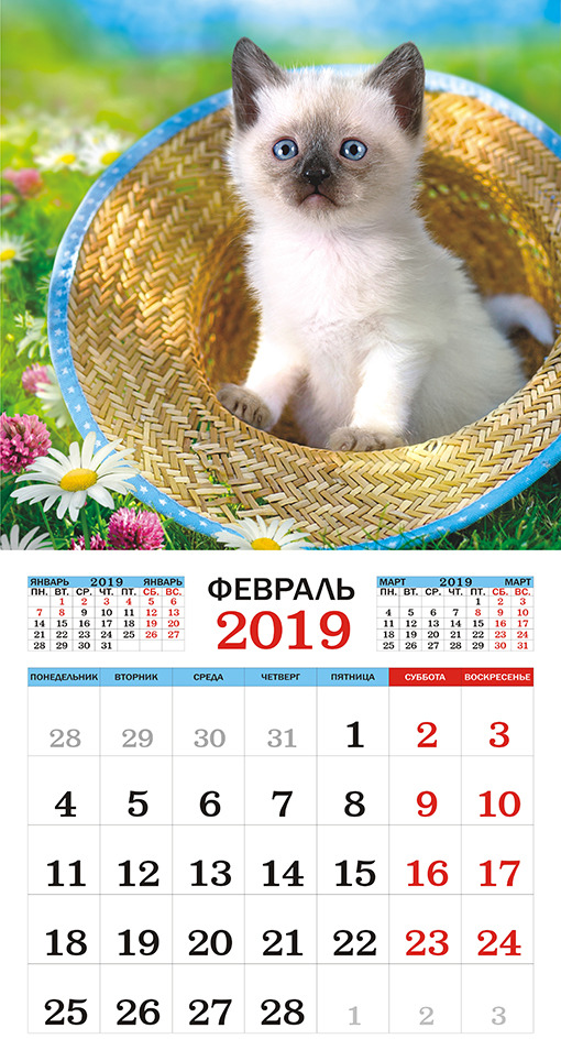 Календарь настенный на 2019 год (на скрепке). Кошки. Календарь настенный на 2019 год (на скрепке). Кошки.
