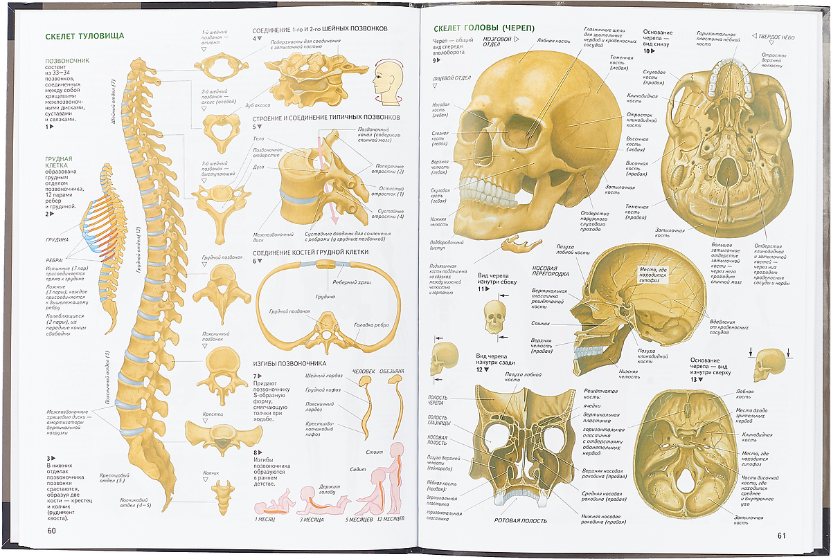 Первый атлас анатомически точных рисунков костей