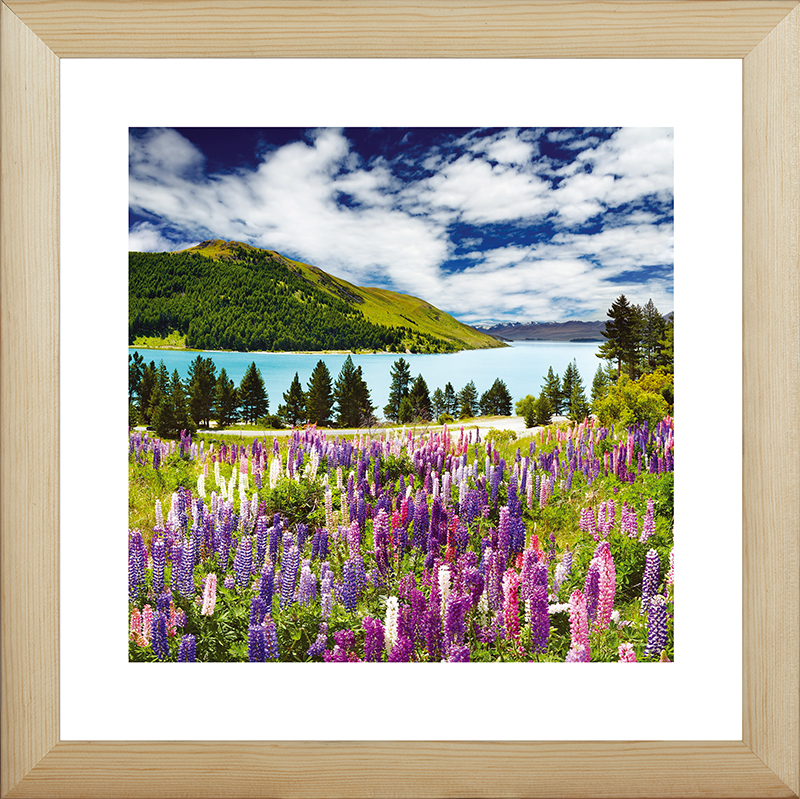 Картина Postermarket Дикие люпины в Новой Зеландии, 40 х 40 смDC-3016 Картина Postermarket Дикие люпины в Новой Зеландии, 40 х 40 смDC-3016Картина Postermarket Дикие люпины в Новой Зеландии прекрасно подойдет для декора интерьера различных помещений. Постер, выполненный в технике фотопечать, обрамлен паспарту и оформлен багетом бежевого цвета. Картина для интерьера (постер) - это современное и актуальное направление в дизайне помещений. Ее можно использовать для оформления любых помещений (дом, квартира, офис, бар, кафе, ресторан или гостиница). работоспособность. Правильное оформление интерьера создает благоприятный психологический климат, улучшает настроение и мотивирует.Размер картины: 400 x 400 мм.