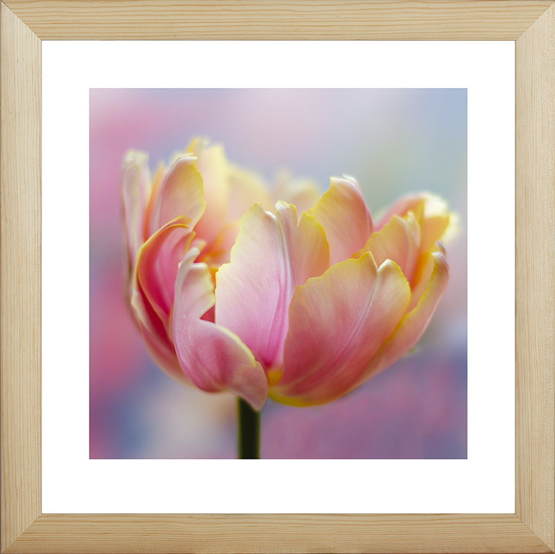 Картина Postermarket Тюльпан, 40 х 40 смRG-D31S Картина Postermarket Тюльпан, 40 х 40 смRG-D31SКартина Postermarket Тюльпан прекрасно подойдет для декора интерьера различных помещений. Постер, выполненный в технике фотопечать, обрамлен паспарту и оформлен багетом бежевого цвета. Картина для интерьера (постер) - это современное и актуальное направление в дизайне помещений. Ее можно использовать для оформления любых помещений (дом, квартира, офис, бар, кафе, ресторан или гостиница). работоспособность. Правильное оформление интерьера создает благоприятный психологический климат, улучшает настроение и мотивирует.Размер картины: 400 x 400 мм.