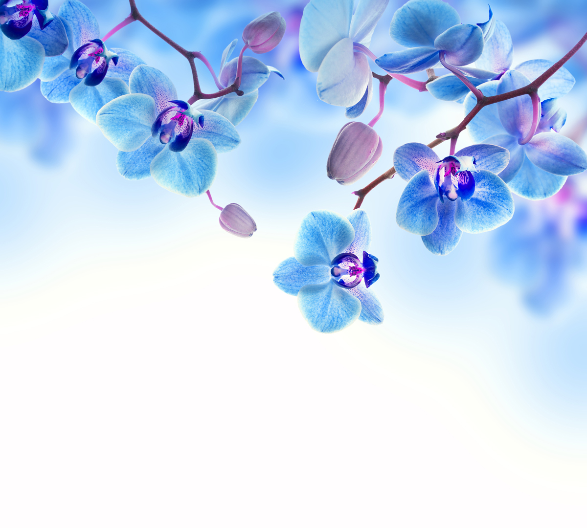 Фотообои Barton Wallpapers Цветы, 300 x 270 см. F17403RG-D31S Фотообои Barton Wallpapers Цветы, 300 x 270 см. F17403RG-D31SФотообои Barton Wallpapers позволят создать неповторимый облик помещения, в котором они размещены. Фотообои наносятся на стены тем же способом, что и обычные обои. Рельефная структура основы делает фотообои необычными, неповторимыми, глубокими и манящими.Фотообои снова вошли в нашу жизнь, став модным направлением декорирования интерьера. Выбрав правильную фактуру и сюжет изображения можно добиться невероятного эффекта живого присутствия.
